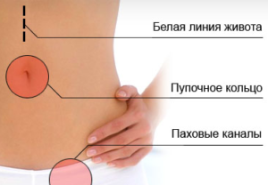 живіт